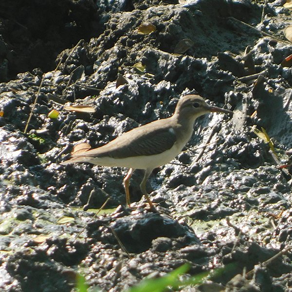 ENEL-Actitis_macularis_thumbnail_cuadrado