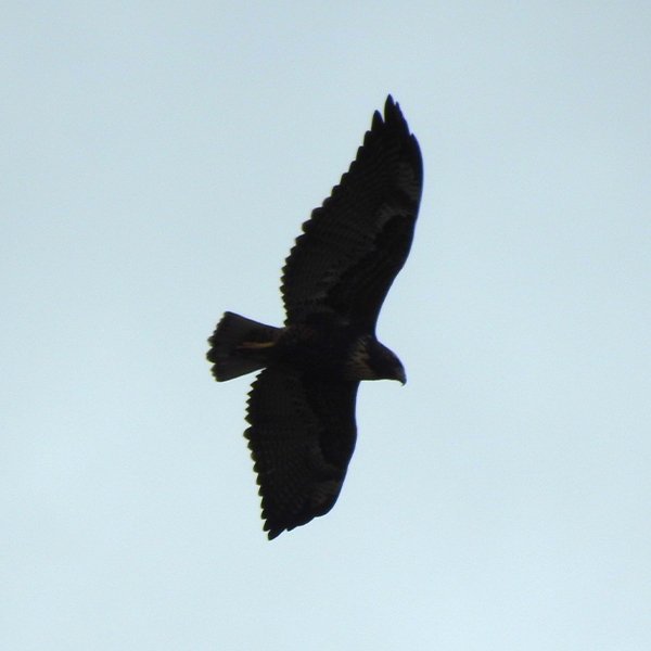 ENEL-Buteo_brachyurus_thumbnail_cuadrado