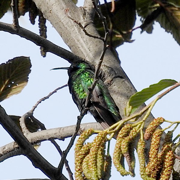 ENEL-Colibri_coruscans_thumbnail_cuadrado