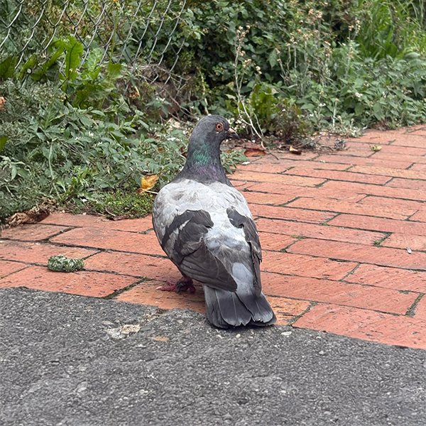 ENEL-Columba_livia-thumbnail_cuadrado