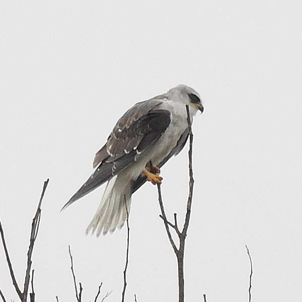 ENEL-Elanus_leucurus-thumbnail_cuadrado