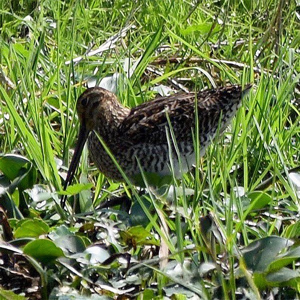 ENEL-Gallinago_nobilis-thumbnail_cuadrado