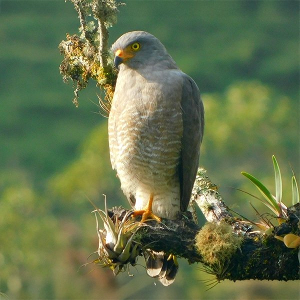 ENEL-Rupornis_magnirostris-thumbnail_cuadrado