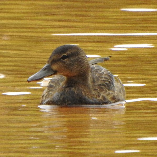 ENEL-Spatula_discors-thumbnail_cuadrado