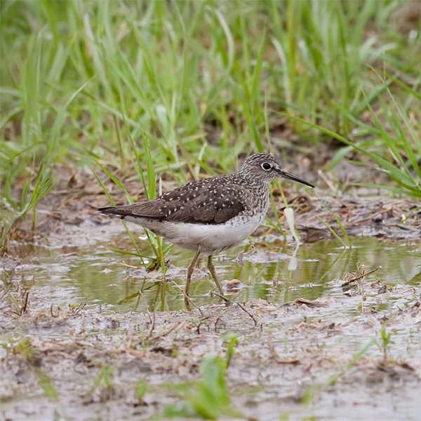 ENEL-Tringa_solitaria-thumbnail_cuadrado