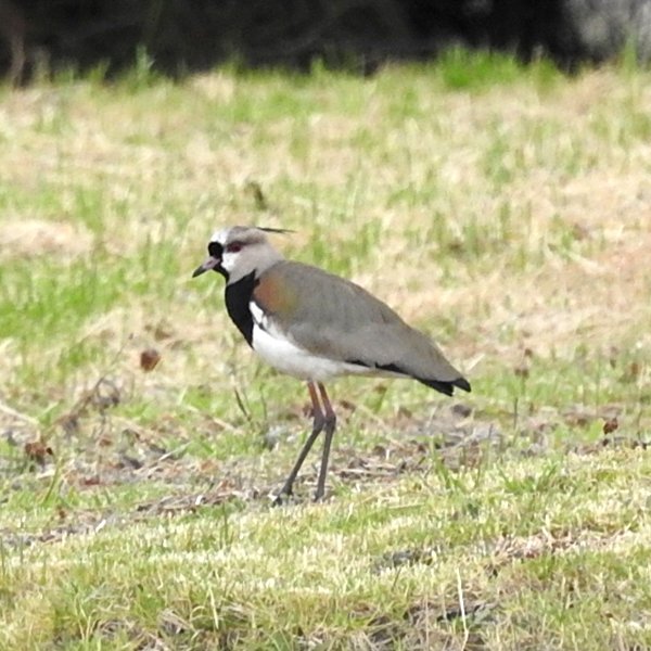 ENEL-Vanellus_chilensis-thumbnail_cuadrado