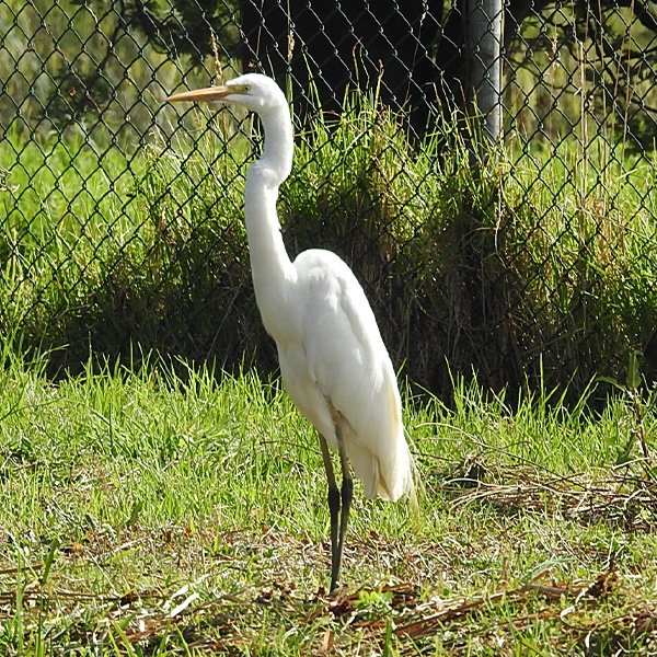 ENEL-Ardea_alba_thumbnail_cuadrado