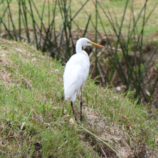 ENEL-Ardea_ibis_thumbnail_cuadrado