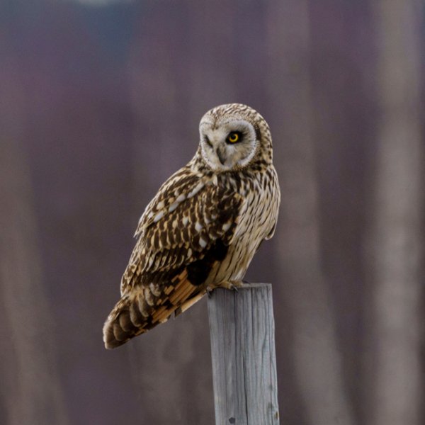 ENEL-Asio_flammeus_thumbnail_cuadrado