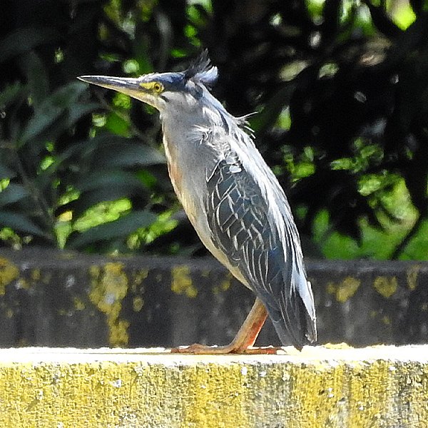 ENEL-Butorides_striata_thumbnail_cuadrado