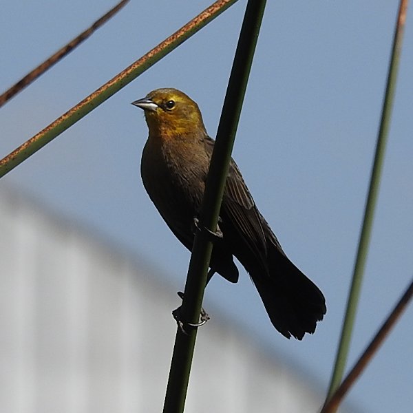ENEL-Chysomus_icterocephalus_thumbnail_cuadrado