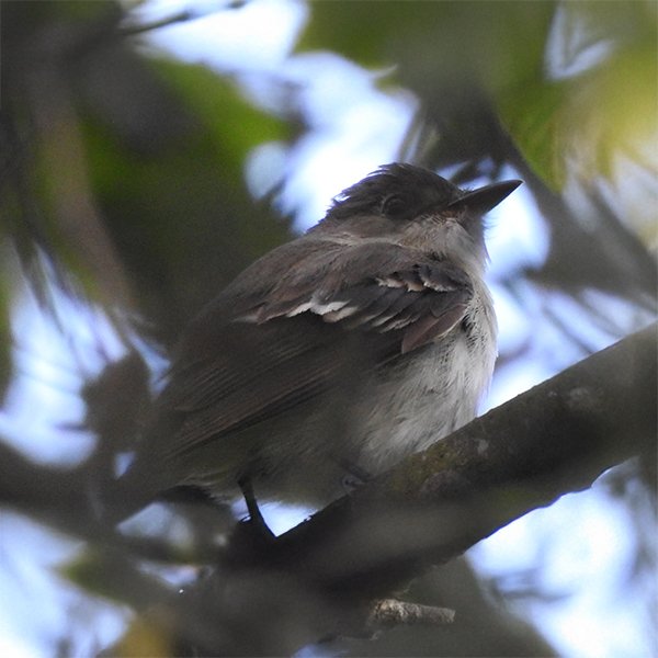 ENEL-Contopus_sordidulus-thumbnail_cuadrado