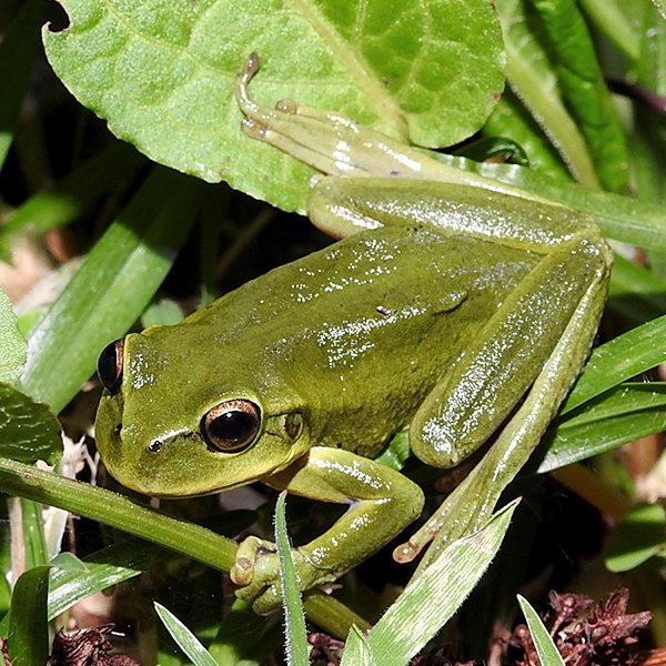 ENEL-D_molitor-thumbnail_cuadrado