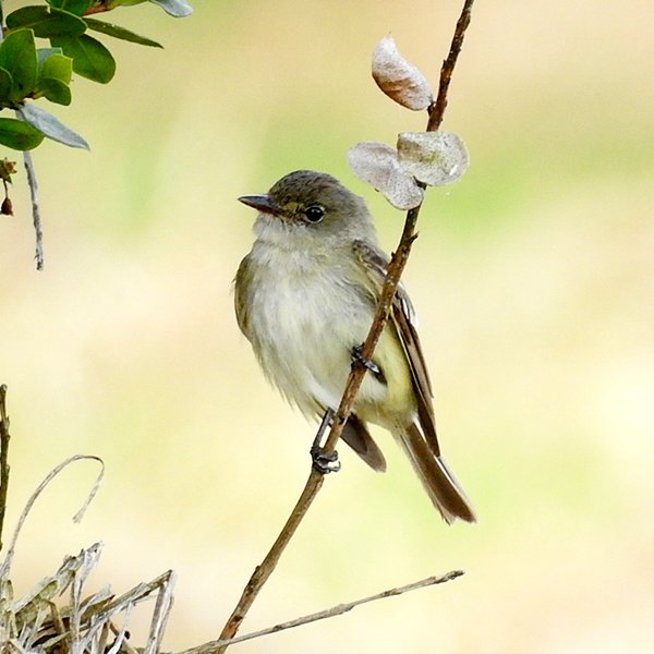 ENEL-Elaenia_frantzii-thumbnail_cuadrado