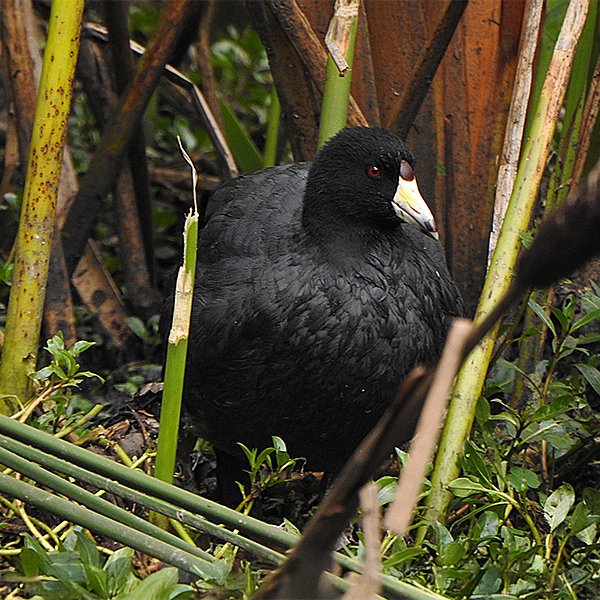 ENEL-Fulica_americana-thumbnail_cuadrado