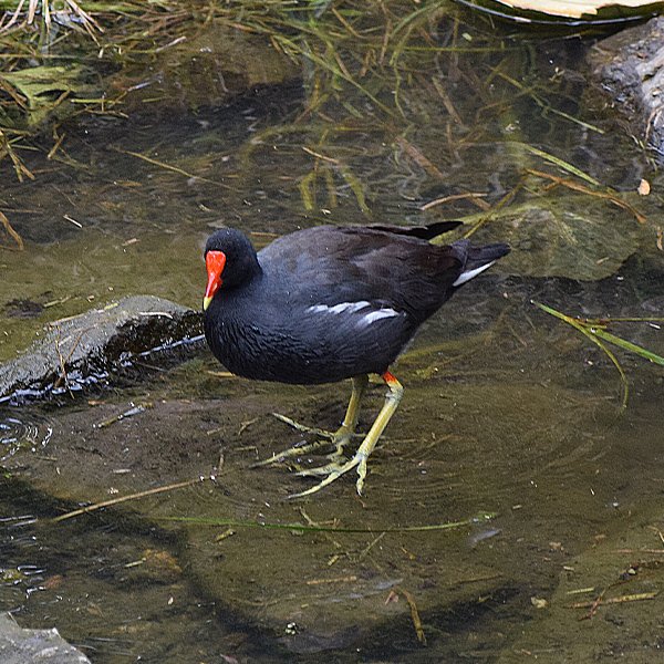 ENEL-Gallinula-galeata-thumbnail_cuadrado