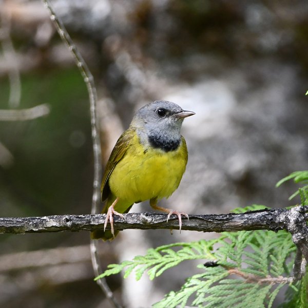 ENEL-Geothñypis_philadelphia-thumbnail_cuadrado