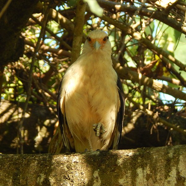 ENEL-Milvago_chimachima-thumbnail_cuadrado