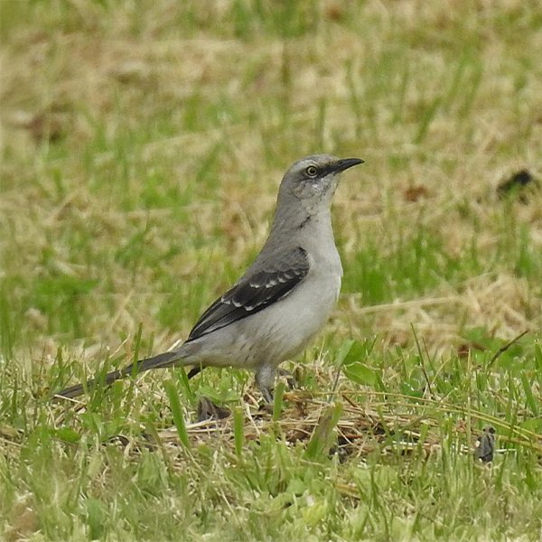 ENEL-Mimus_gilvus-thumbnail_cuadrado