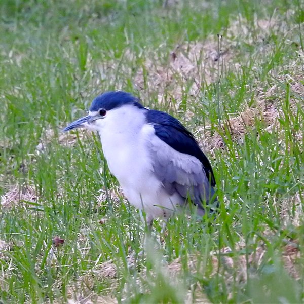 ENEL-Nycticorax-thumbnail_cuadrado
