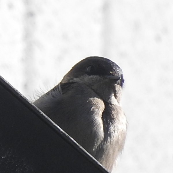 ENEL-Orochelidon_murina-thumbnail_cuadrado