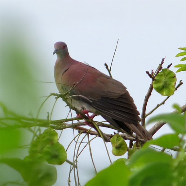ENEL-Patagioenas_cayennensis-thumbnail_cuadrado