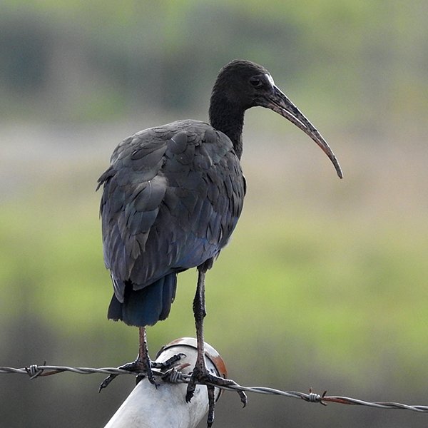 ENEL-Phimosus_infuscatus-thumbnail_cuadrado