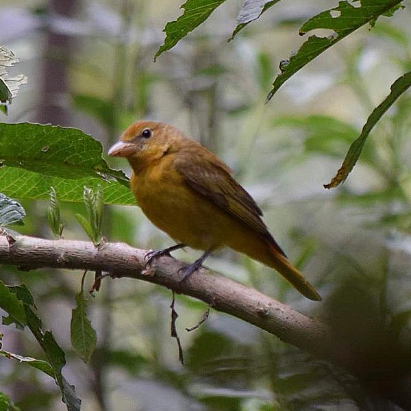 ENEL-Piranga_olivacea-thumbnail_cuadrado