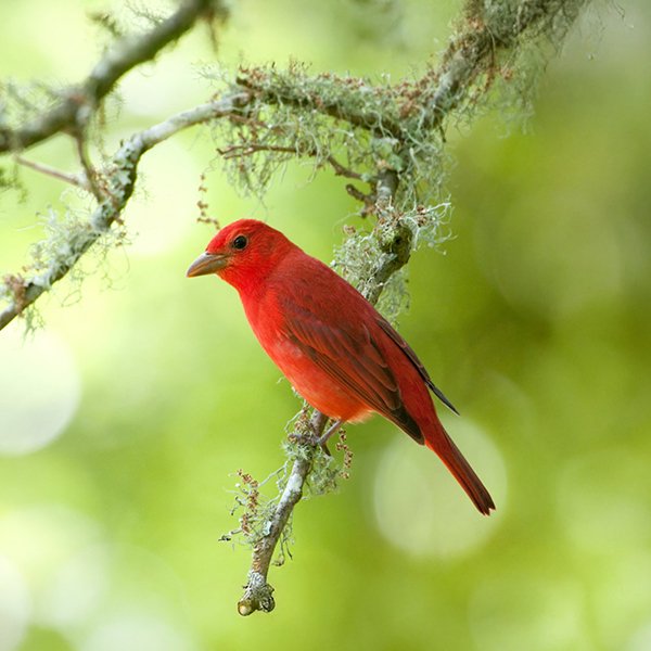 ENEL-Piranga_rubra-thumbnail_cuadrado-1