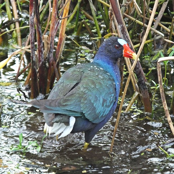 ENEL-Porphyrio_martinica-thumbnail_cuadrado