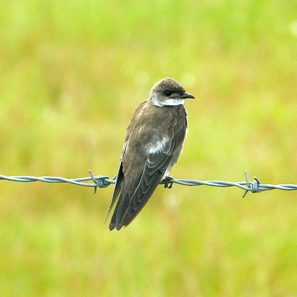 ENEL-Progne_tapera-thumbnail_cuadrado