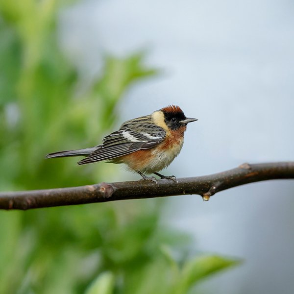 ENEL-Setophaga_castanea-thumbnail_cuadrado