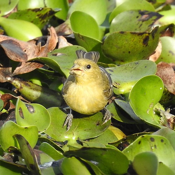 ENEL-Spinus_psaltria-thumbnail_cuadrado