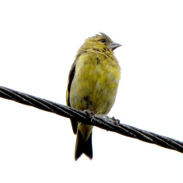 ENEL-Spinus_spinescens-thumbnail_cuadrado