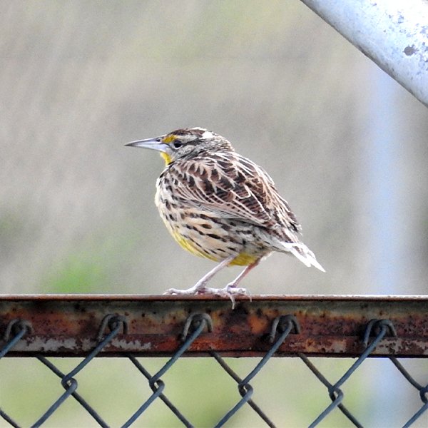 ENEL-Strunella_magna-thumbnail_cuadrado