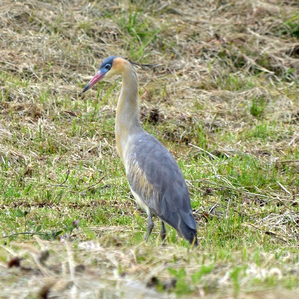 ENEL-Syrigma_sibilatrix-thumbnail_cuadrado