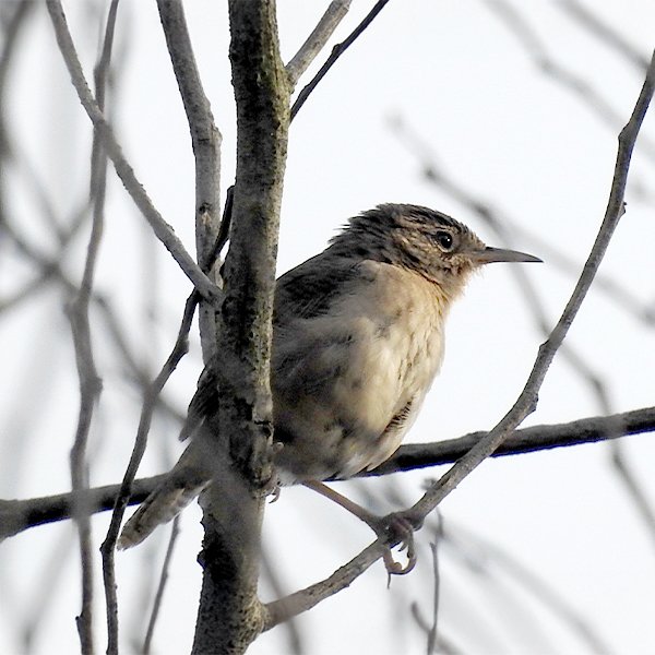 ENEL-Troglodytes_musculus-thumbnail_cuadrado