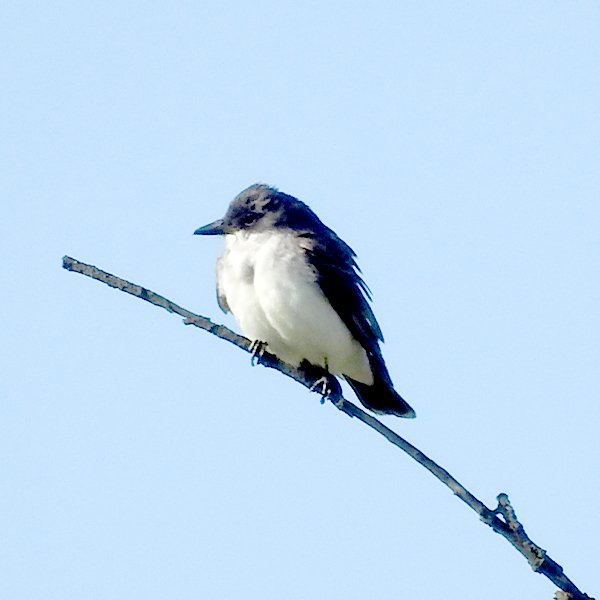 ENEL-Tyrannus-thumbnail_cuadrado