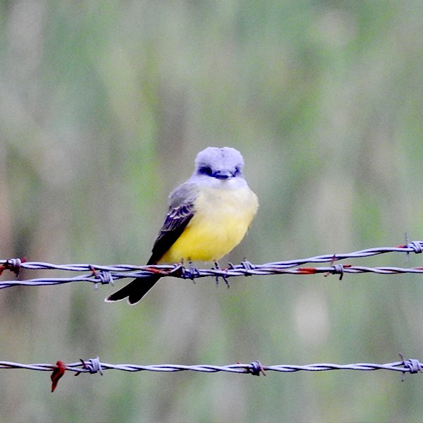 ENEL-Tyrannus_melancholicus-thumbnail_cuadrado