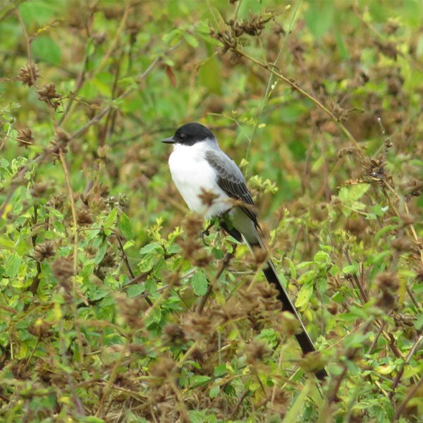 ENEL-Tyrannus_savana-thumbnail_cuadrado