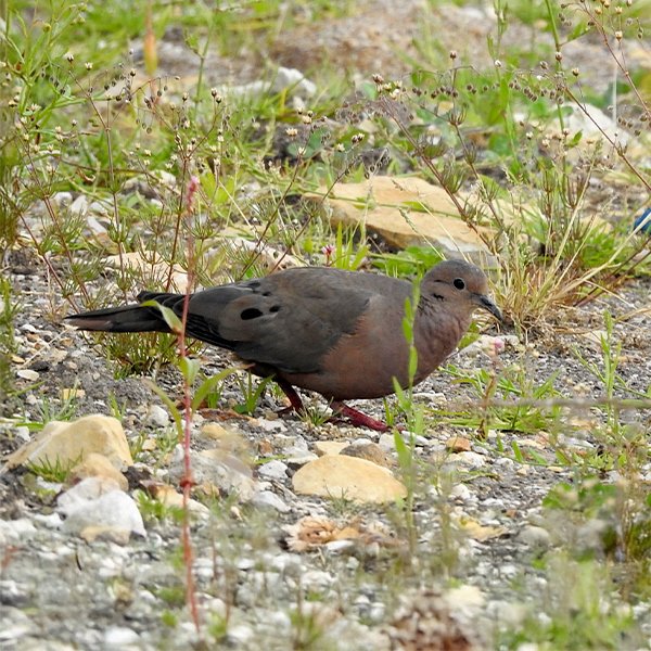 ENEL-Zenaida_auriculata-thumbnail_cuadrado