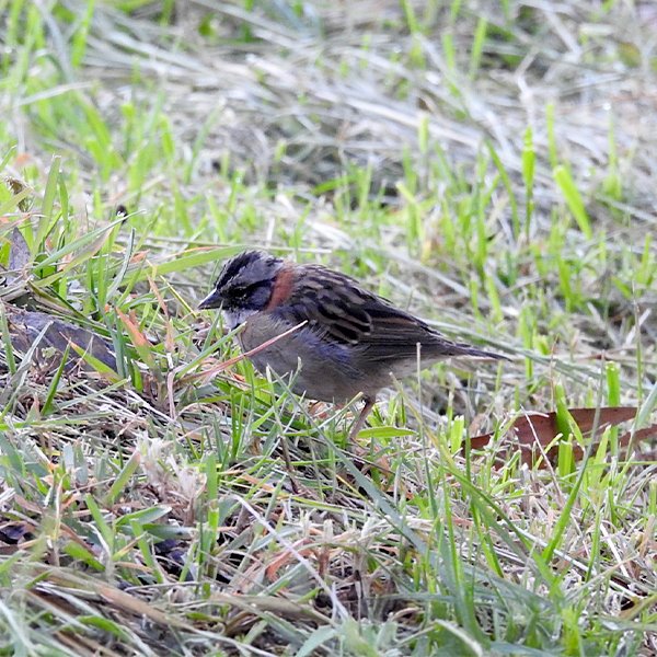 ENEL-Zonotrichia_capensis-thumbnail_cuadrado